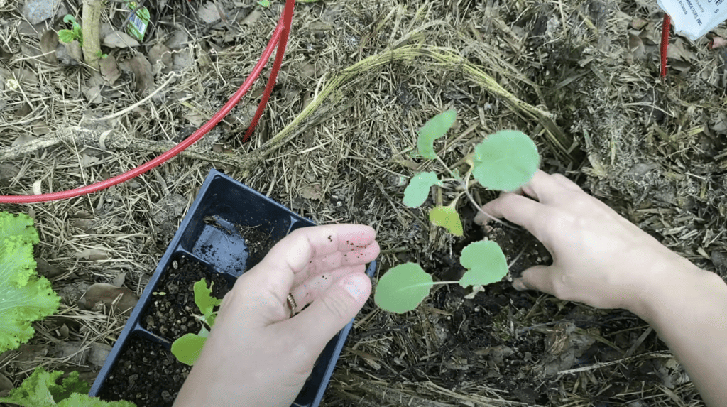 Transplanting seedlings